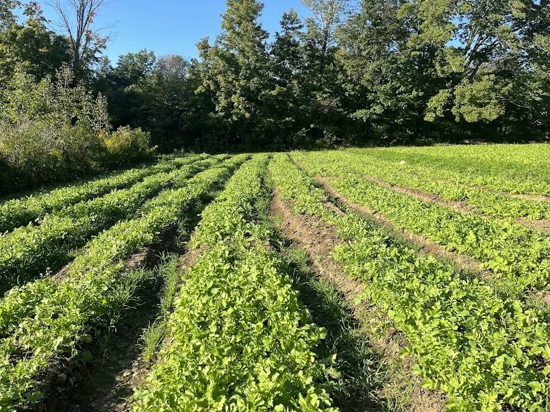 1st Week of the Fall CSA season: Week of October 14th