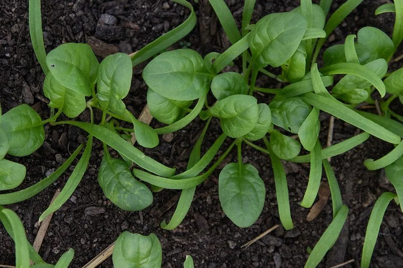 3rd Week of the Fall CSA season: Week of October 28th