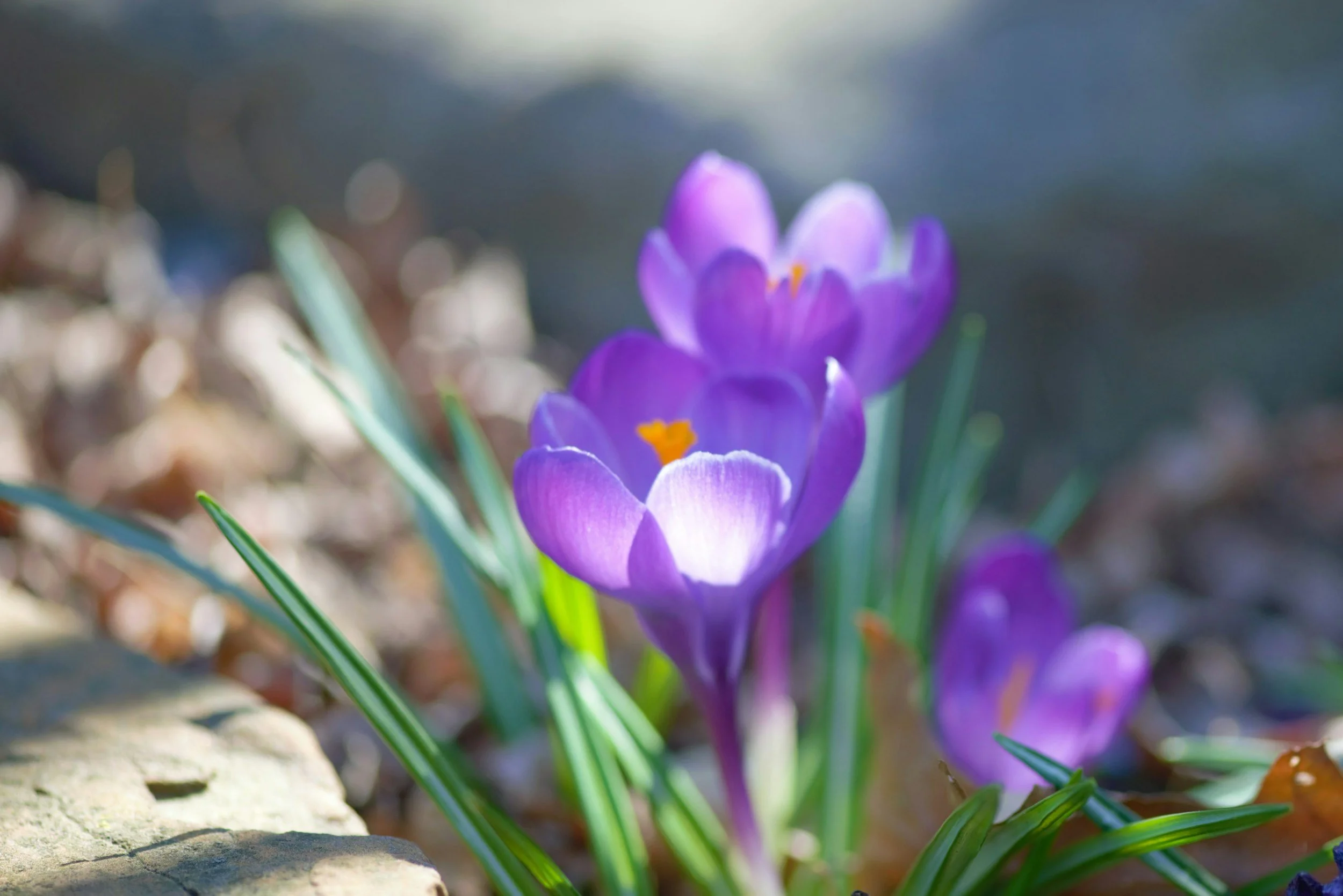 Purple Crocuses in Spring, photo selection inspired by the Bloom Day Retreat (April 18th) at Wasaga Beach Yoga.