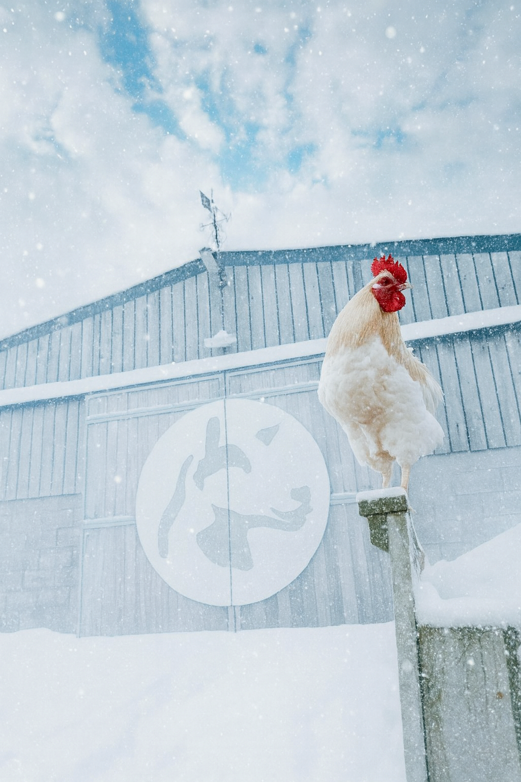 Last-Minute Gifts for Animal Lovers: Thoughtful Presents You Can Still Get in Time for Christmas