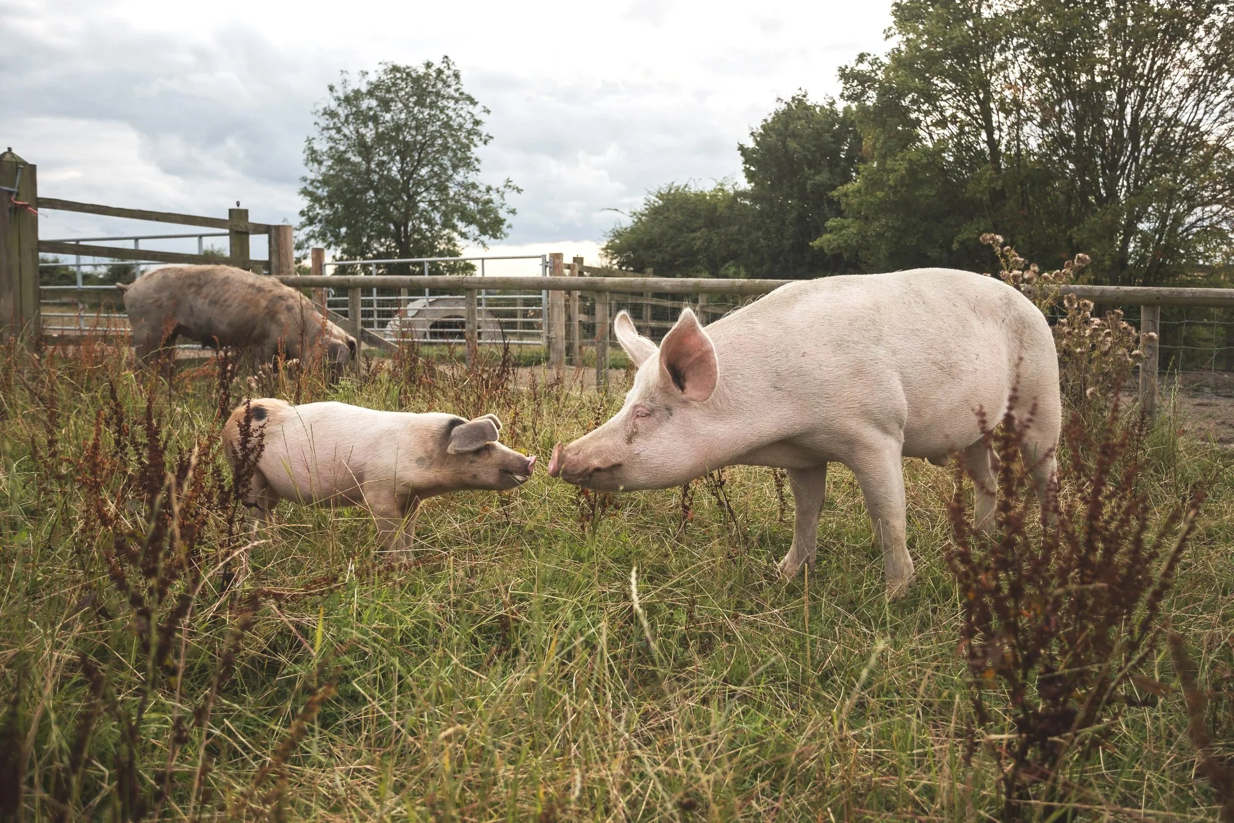 International Pig Day - Celebrating the clever, curious, misunderstood pig