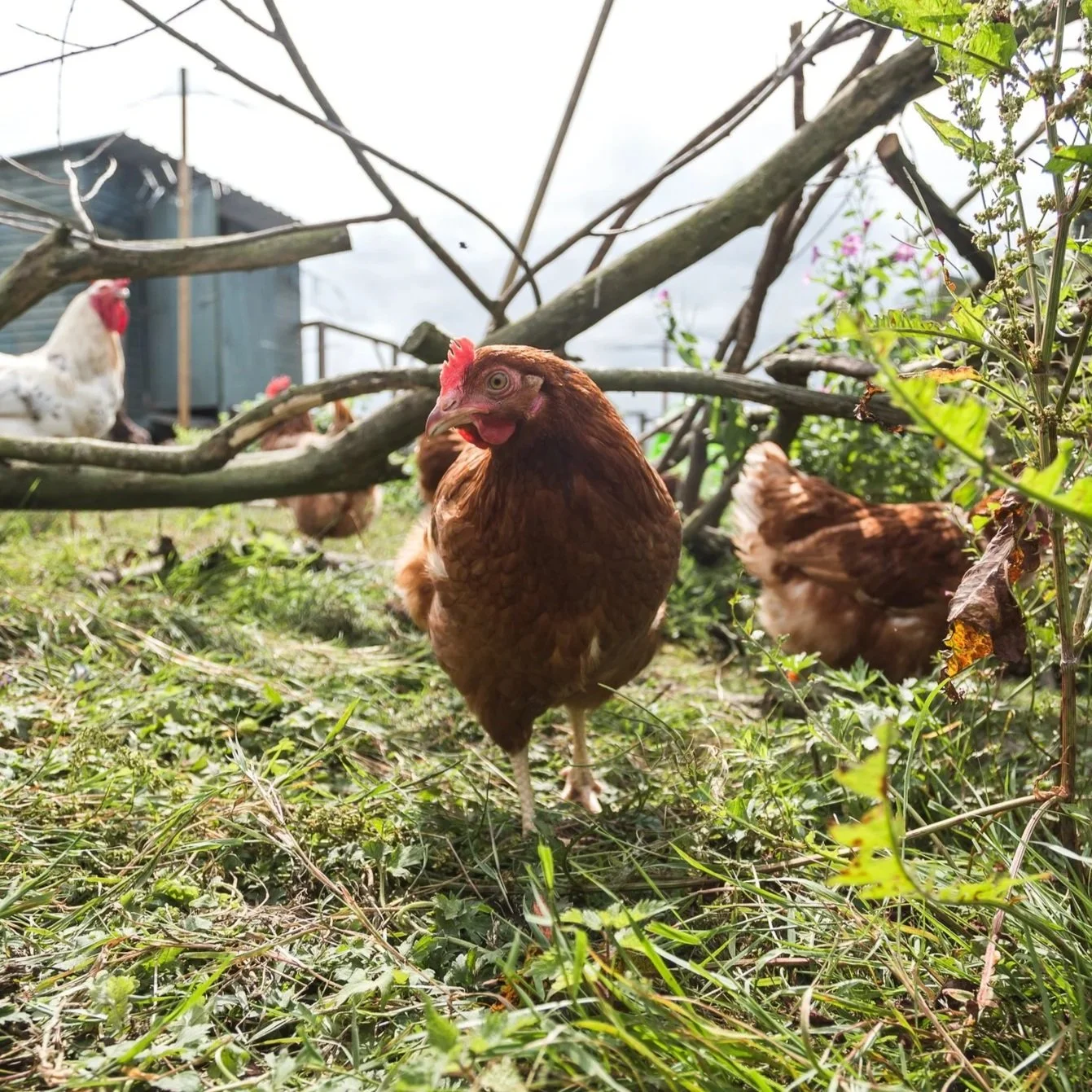 Why we don’t support classroom chick hatching projects