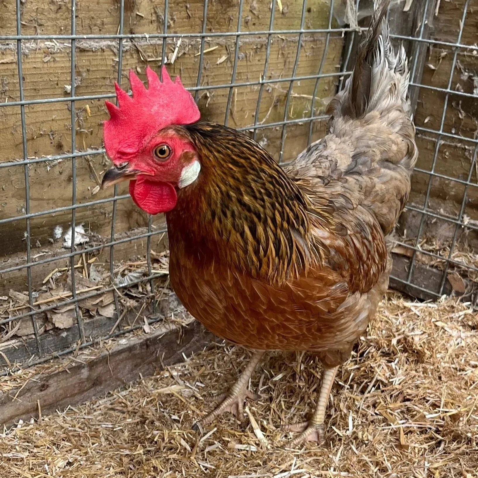 New arrival: Beatrix! 
