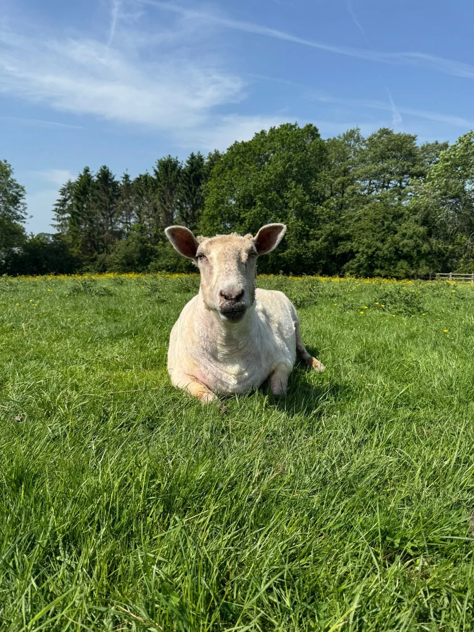 Shearing: What do vegan sanctuaries do with the wool?