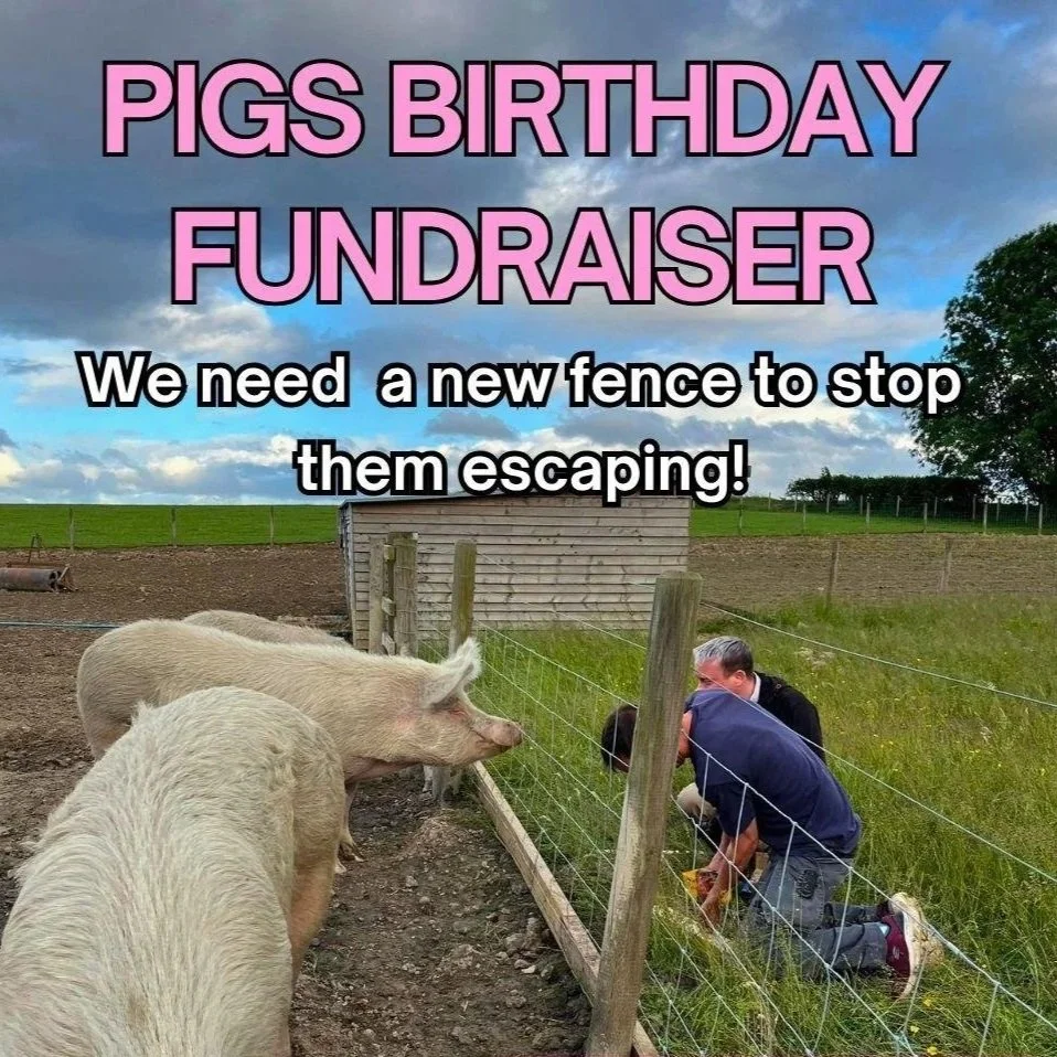 Urgent Pig Fence Fundraiser: Help Keep Matilda’s Family Safe