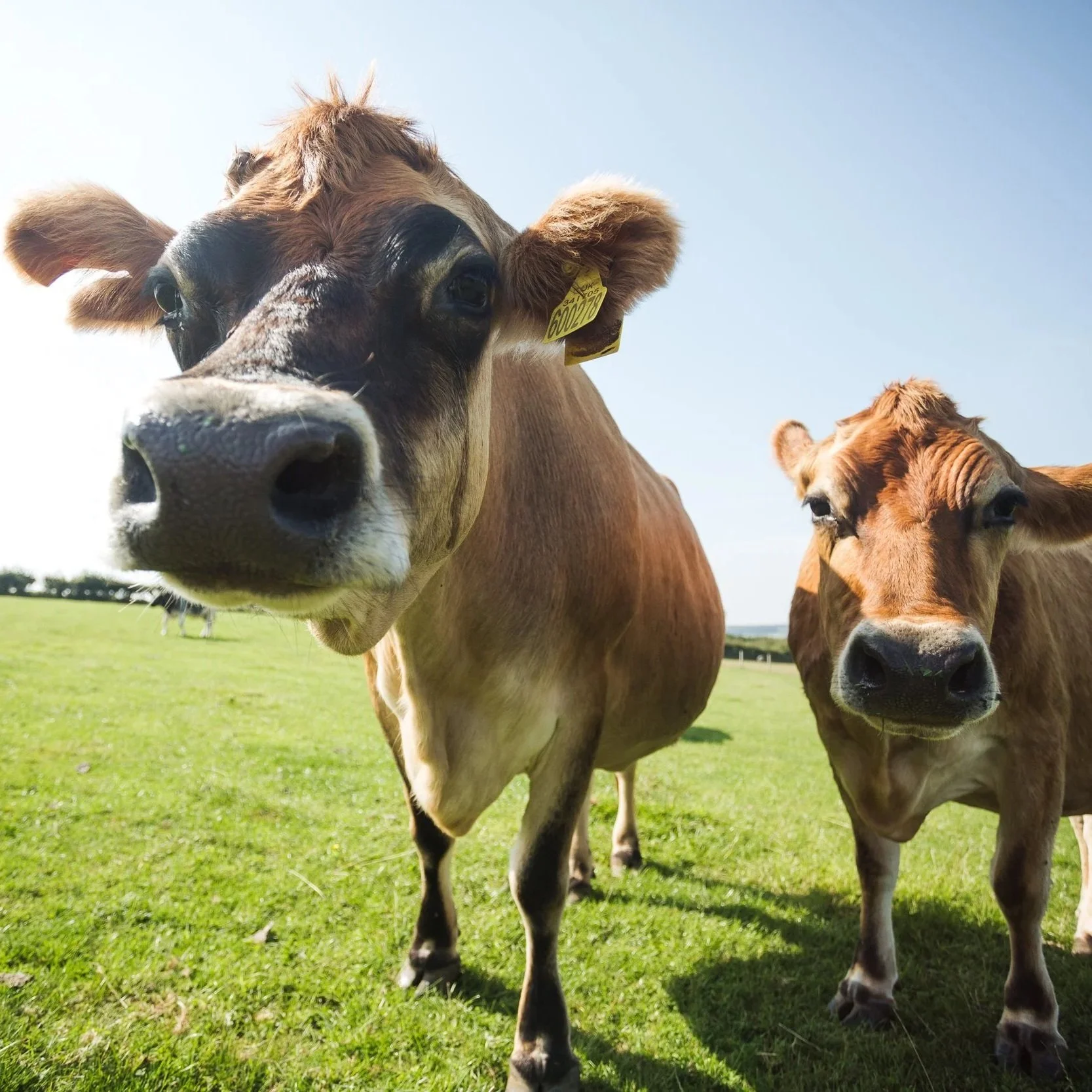 World Farm Animals Day: Honouring the lives too often forgotten