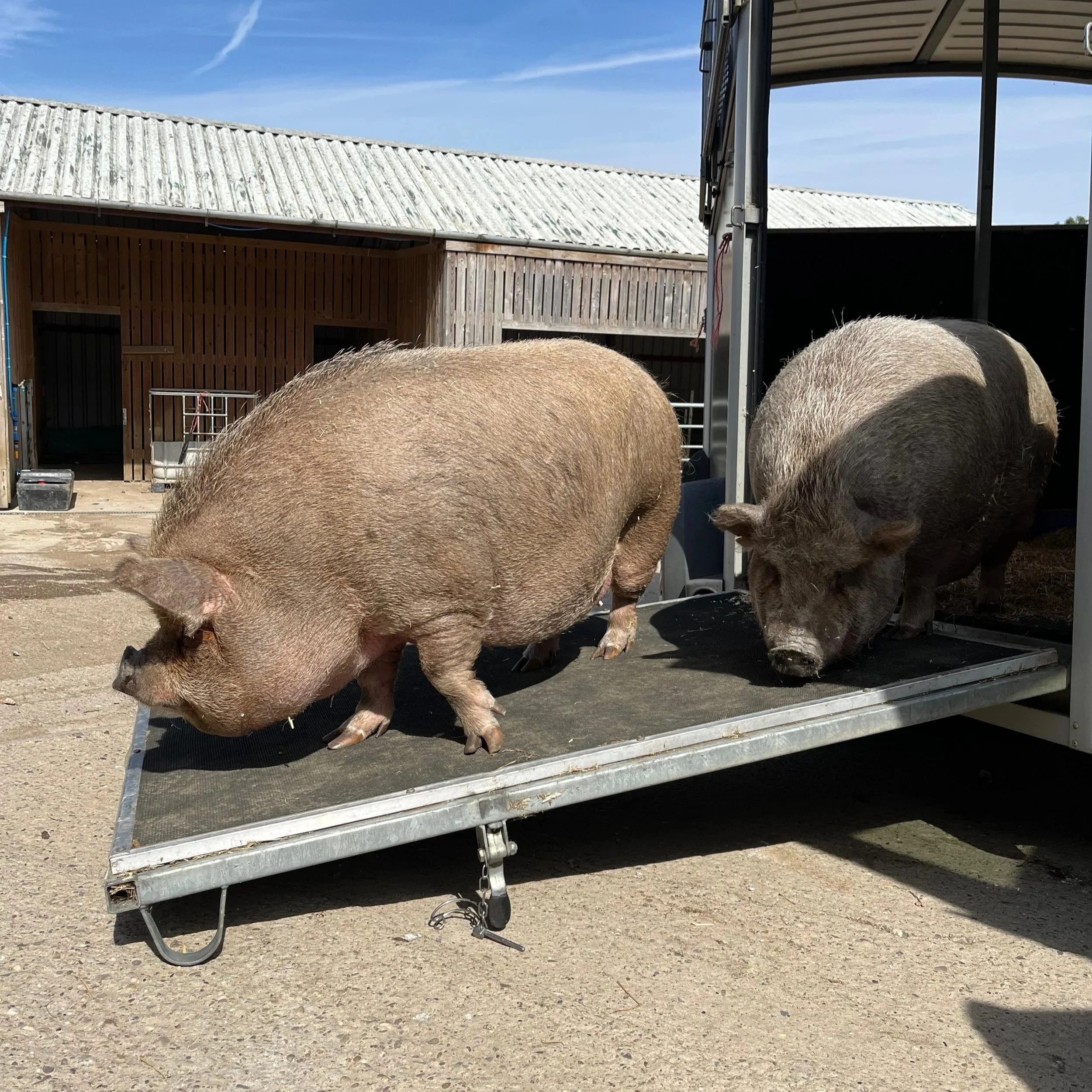 New Arrivals: Jess and Lucy!