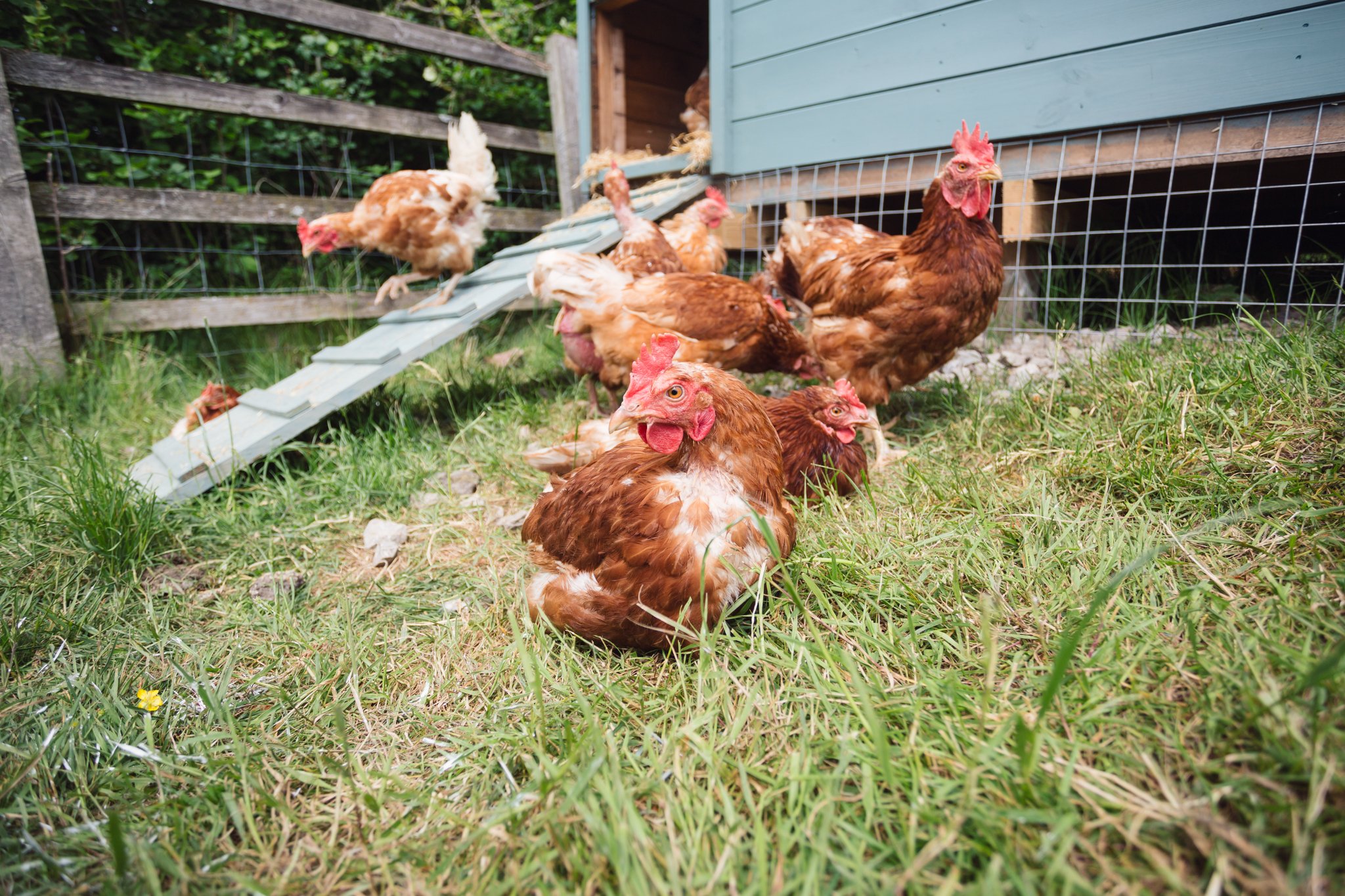 International Respect for Chickens Day: Why Chickens Deserve Compassion, Recognition and Respect