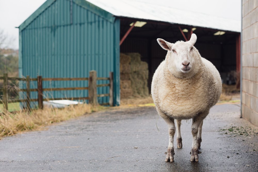 Shearing: what do vegan sanctuaries do with the wool? — Surge Sanctuary |  Vegan Animal Sanctuary