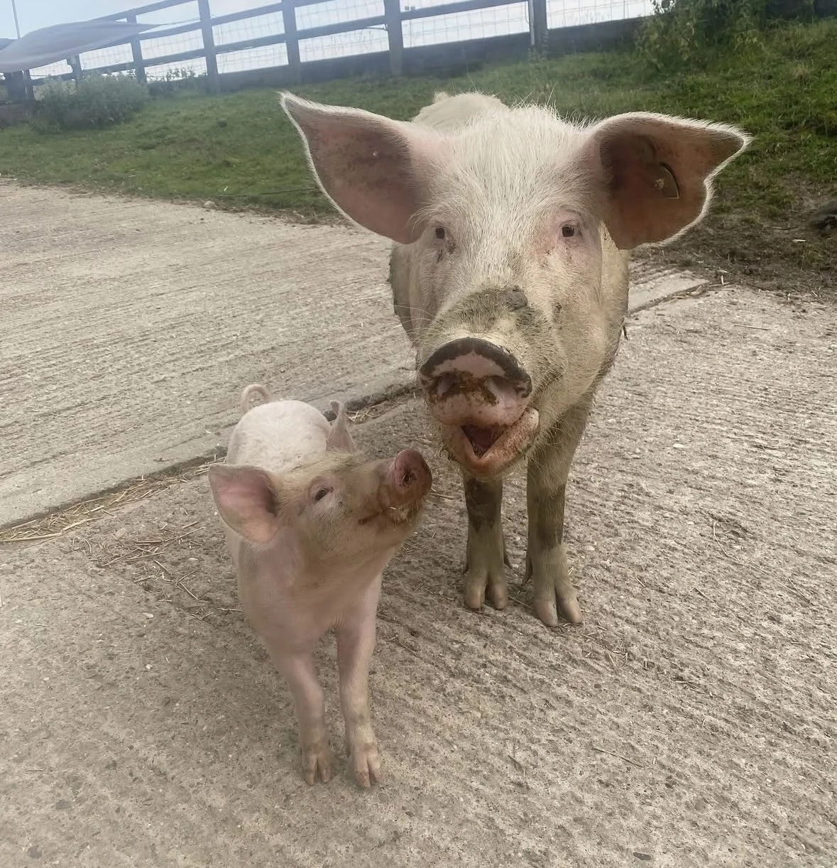 Mother’s Day at the Sanctuary: Celebrating Matilda’s Courage and Love