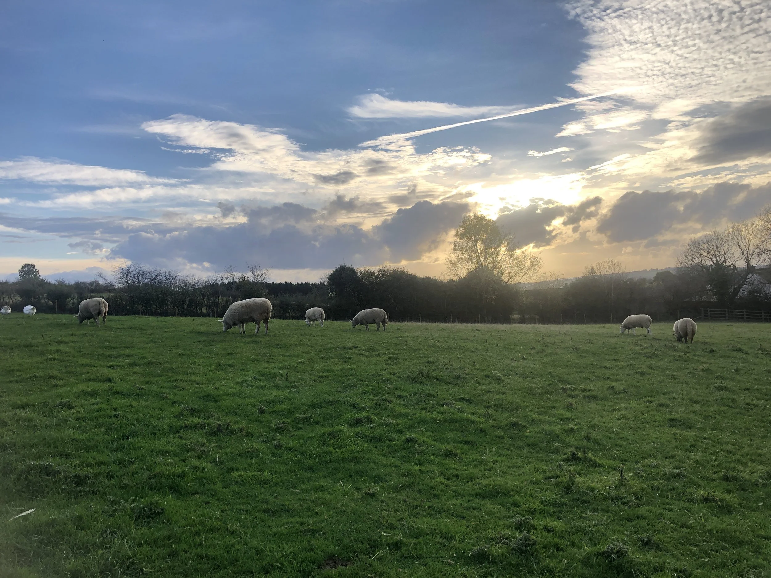 Blue Monday: How time with animals and nature can lift our mental health