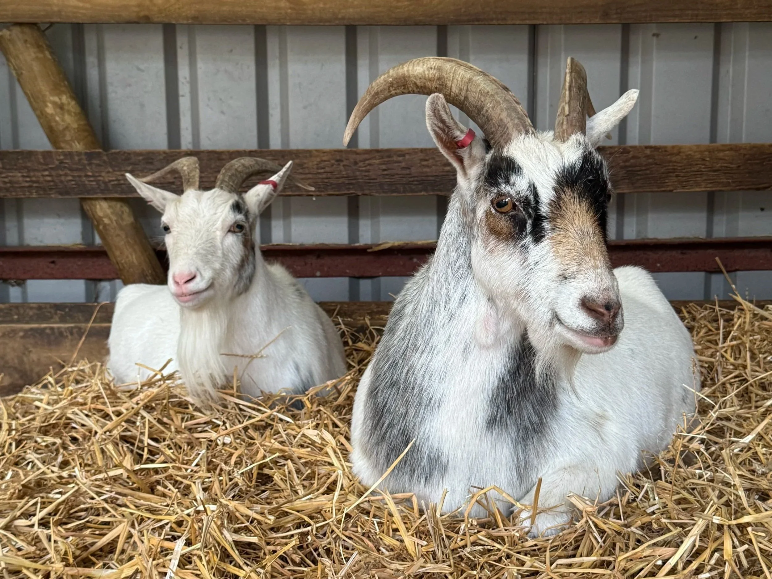 New Arrivals: Henry and Hetty!