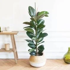 Ficus Elastica.jpg
