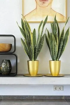Sansevieria.jpg