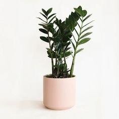 Zamioculcas.jpg