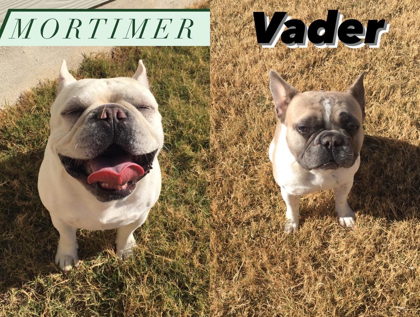 The Frenchy boys Mortimer and Vader showed up this morning for their week stay with us and Cheyenne. The more the merrier!!