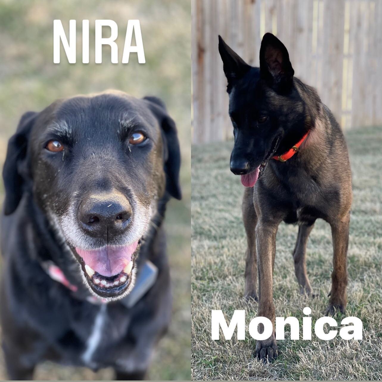 We had fun having Nira and Monica stay with us for a few days. Nira went home on Sunday and Monica went home today. They both did great around the cats and had some great play and socials with Nucky, Cody, Jack and Zuzu. 

📍 Private Lessons 
📍 Boar