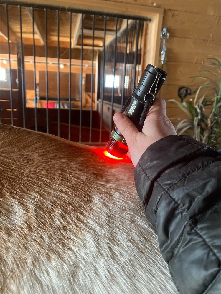 Illuminate Your Horse's Health: Discover the Benefits of Red Light
