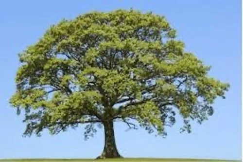 a big tree with green leaves in a sunny day with blue sky