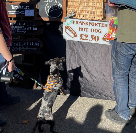 Sausage dog wants a hot dog