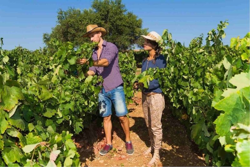 couple walking among grapevines in a sunlit vineyard