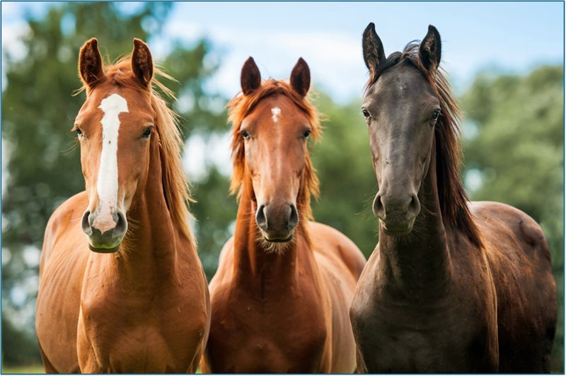 front view of three brown horses