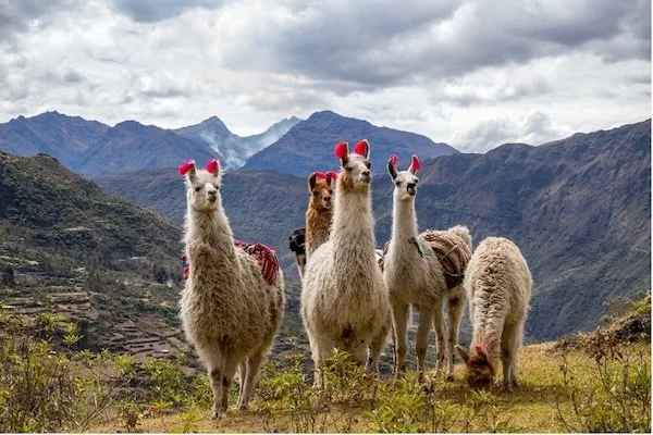 lamas in the mountains