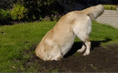 Golden Retriever digging a hole