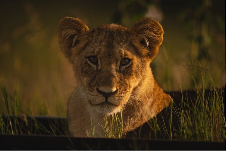 Young lion rests in tall grass