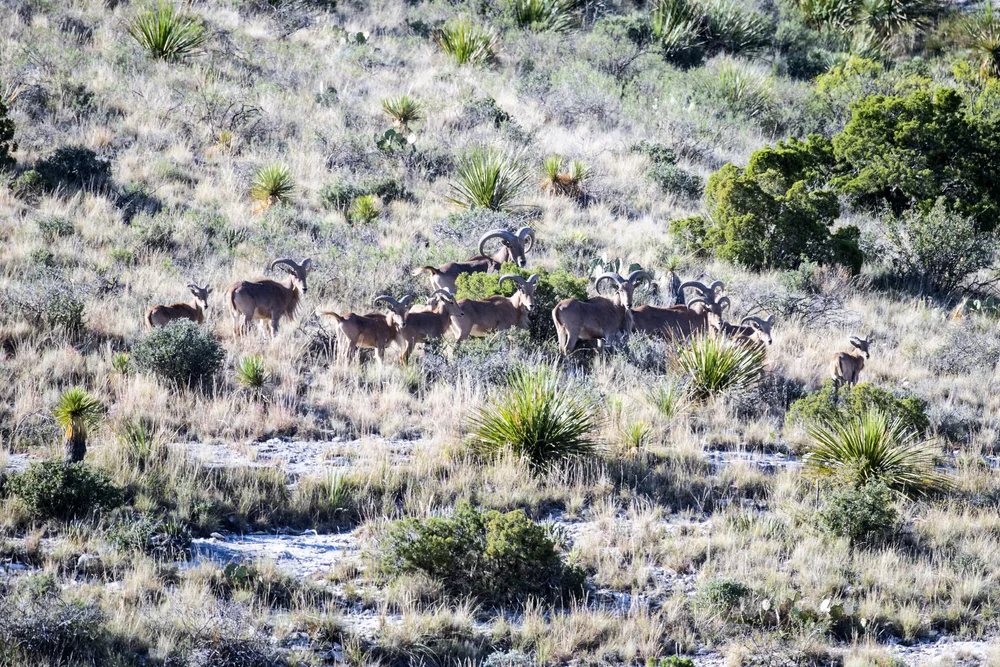 About 1 — Longfellow Ranches