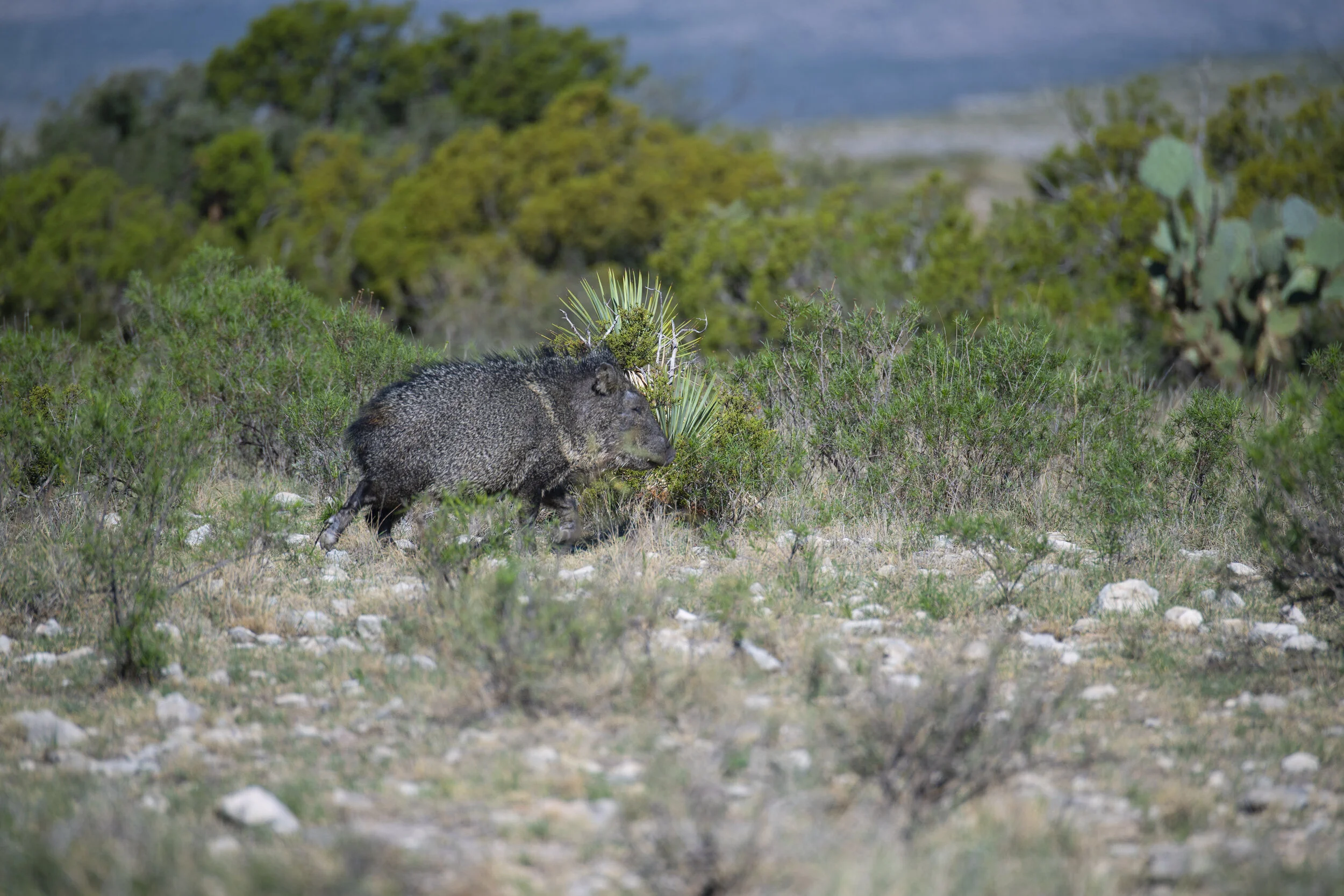About — Longfellow Ranches