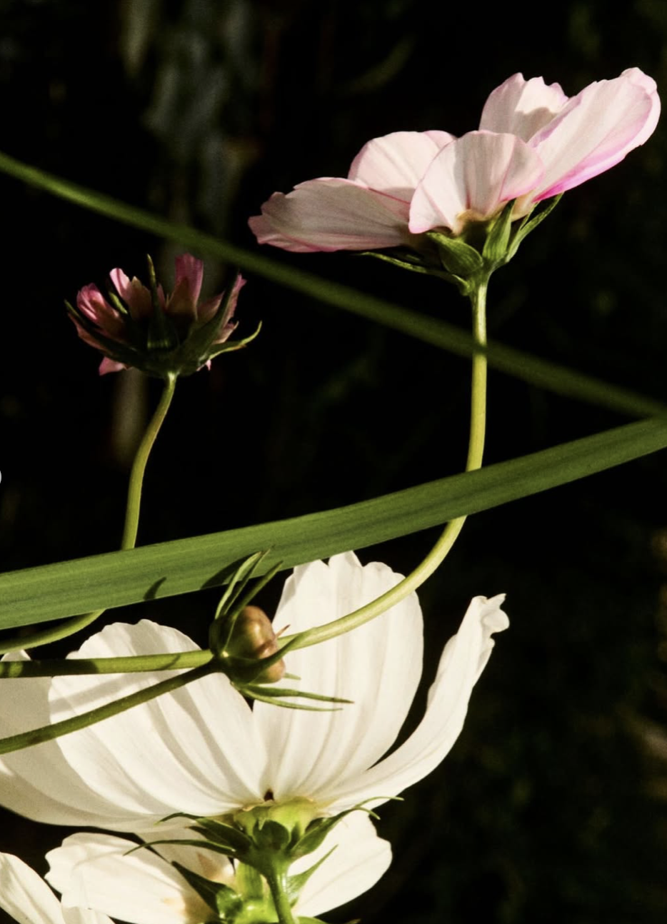 Screenshot 2026-03-02 at 12.25.00.png