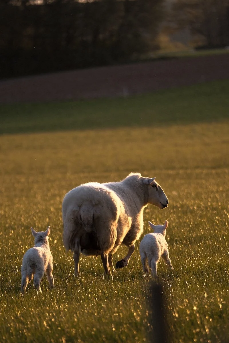 Sheep running in a field to reflect Wild Fork's commitment to local farms