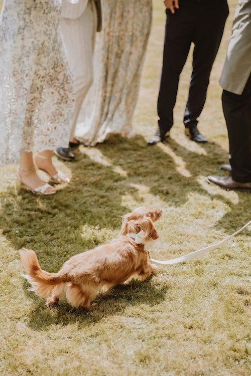 sausage dog in a white bow tie running around at a marquee wedding