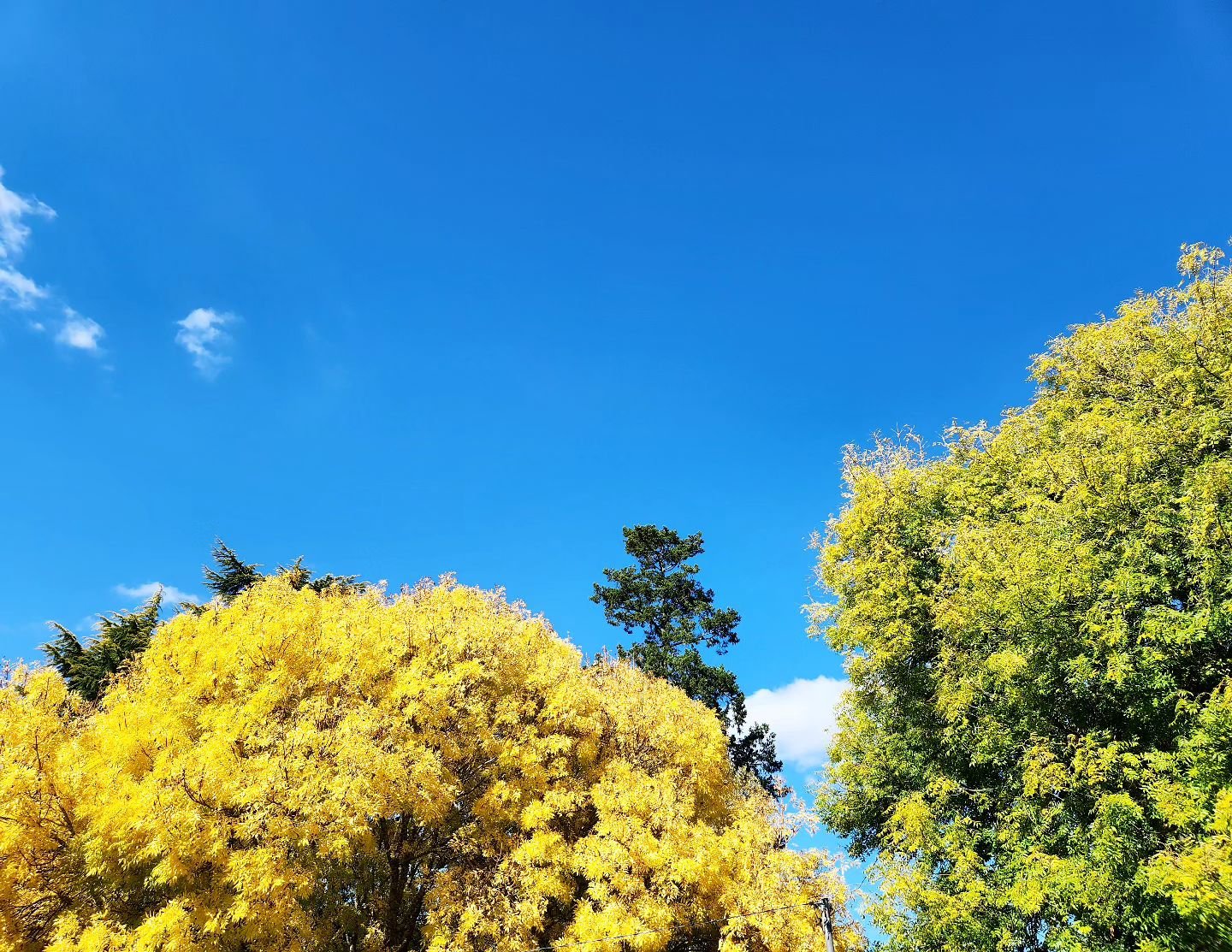 Autumn colours. #shelduckfarm 
.
.
#tasmania #autumn #seasonchange #deloraine #exploretasmania