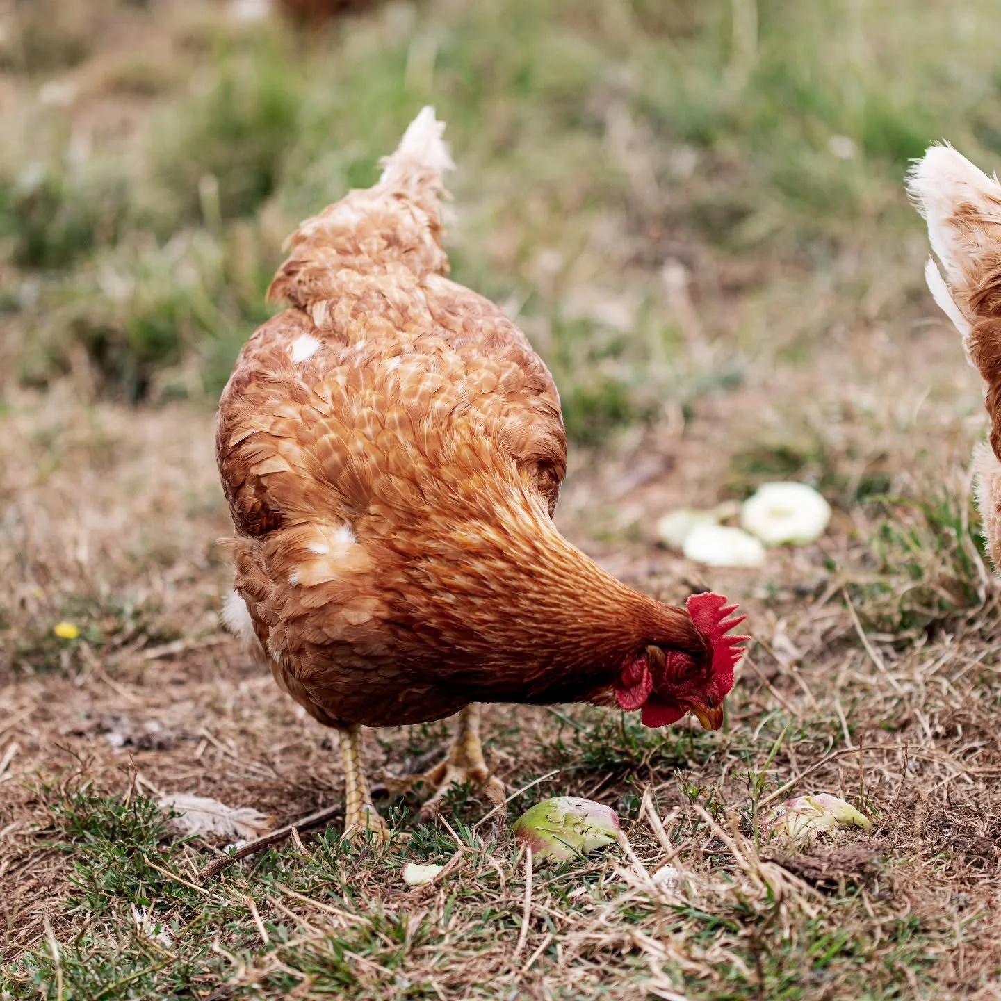 It's amazing how quickly you can go from being so excited to see the first eggs to being scared to visit the chickens in the morning! We are so overwhelmed with eggs; it is time to get creative with them! If you have any tips or recipes that use a lo