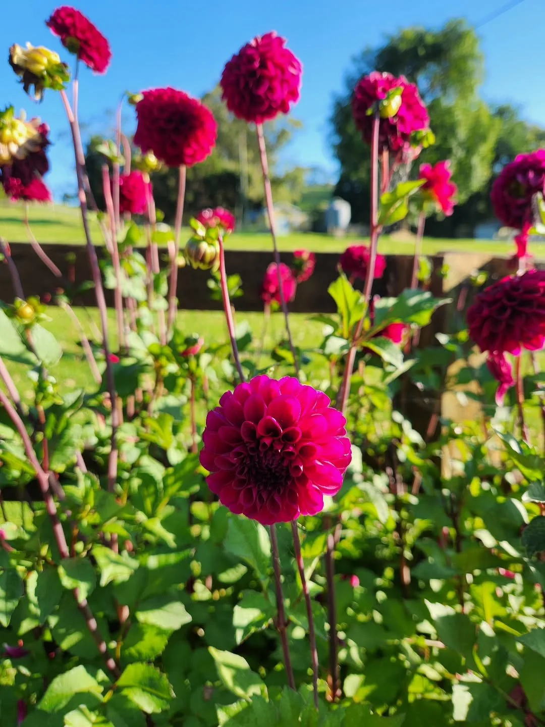 Happy Christmas! We hope you have a wonderful time however you spend it and I hope it's full of oatcakes! #shelduckfarm 
.
.
#tasmanian #Tasmania #Christmas #family