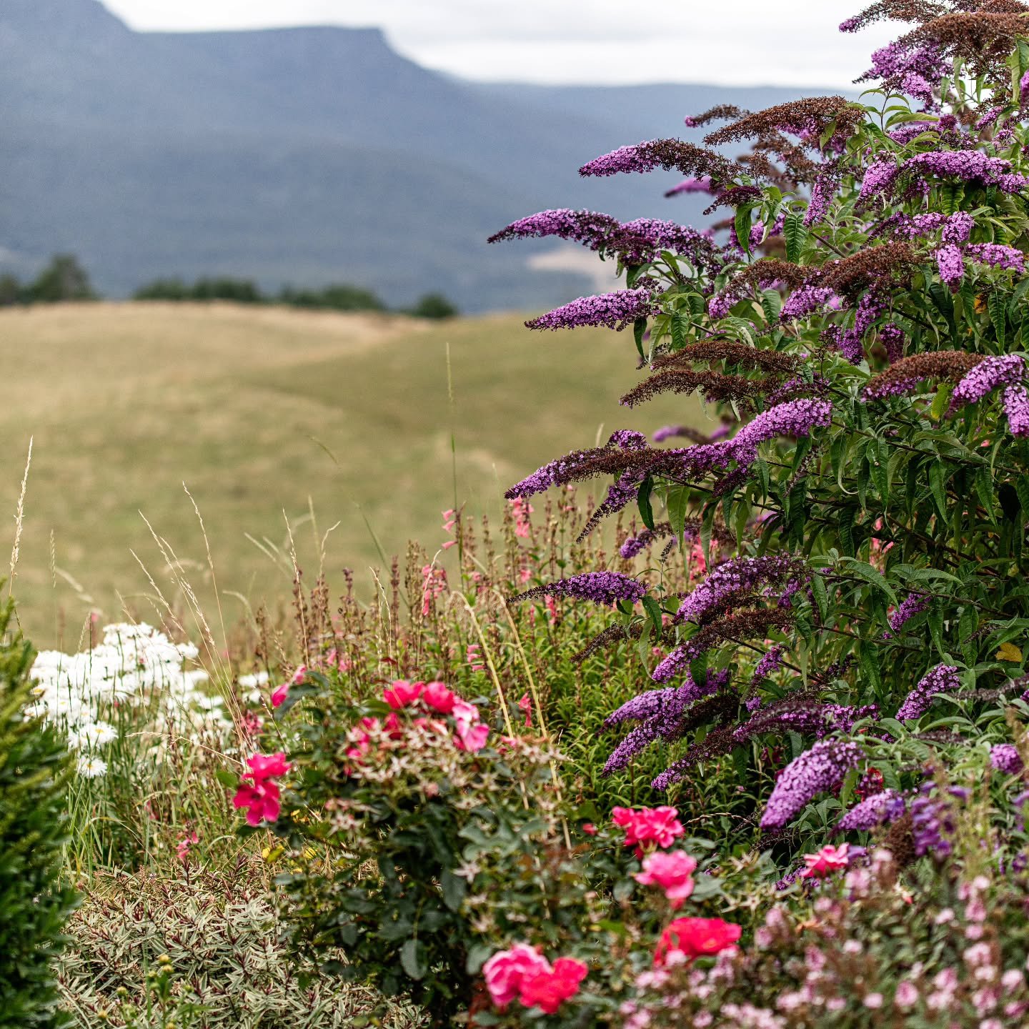 The long summer days are here. We spend the hottest hours of the day in the kitchen and then when it cools off, we tackle the garden! #shelduckfarm 
.
.
#summer #Tasmania #tasmanian #Deloraine