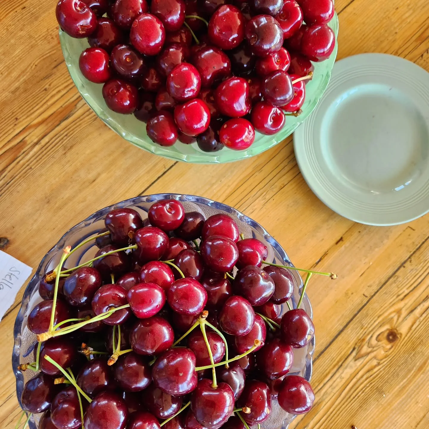 It's finally cherry season in our orchard. We had a family taste test and despite the different flavours, we couldn't pick a favourite between the three varieties that fruited this year! #shelduckfarm 
.
.
#homegrown #cherries #Deloraine #Tasmania