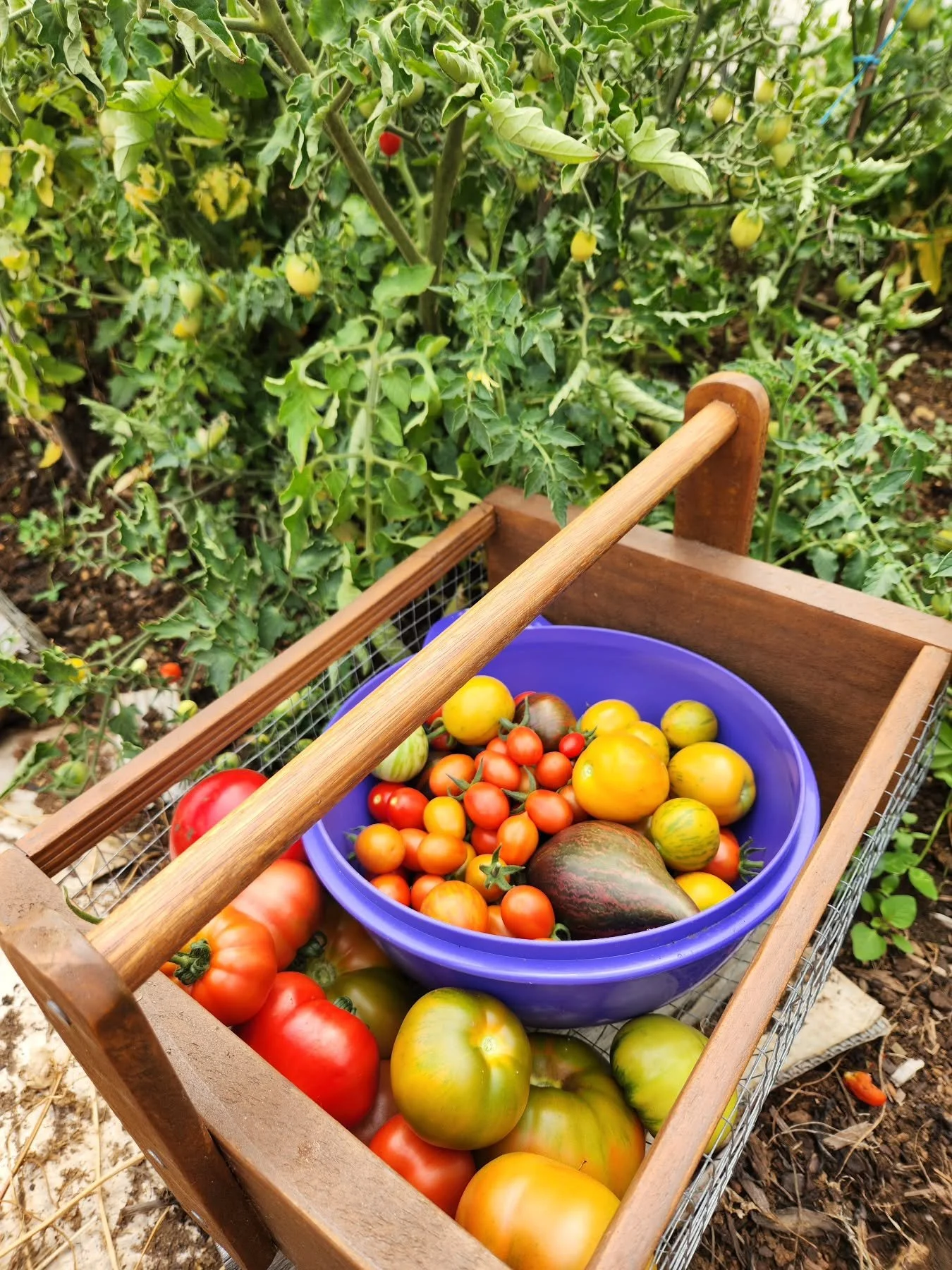 Tomato season is in full swing which is such a great time of year. We're having fresh tomatoes with everything and getting ready for the batches of passata which will need to start soon. I grew some old favourites this year like Rouge de Marmande and