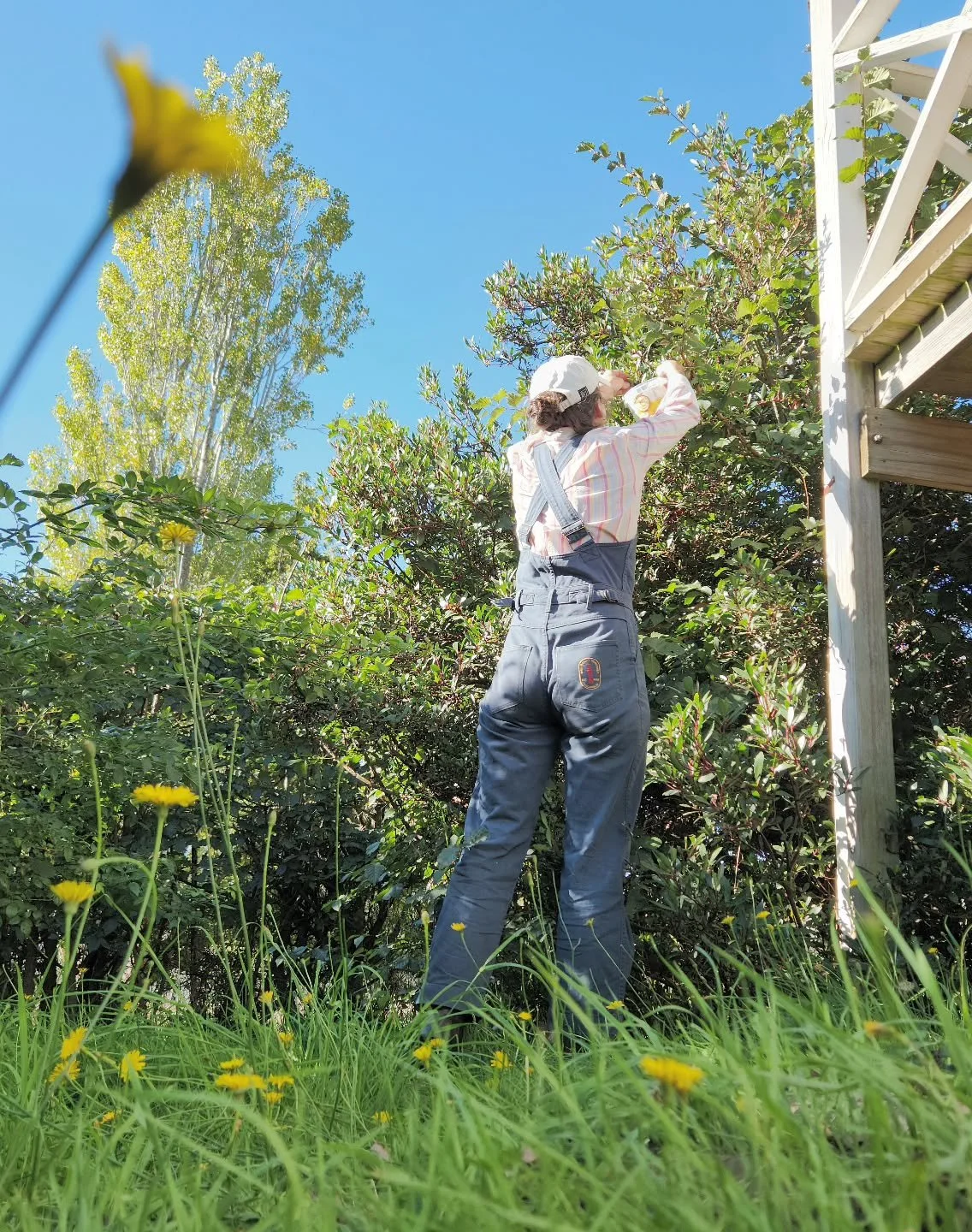 The sun was beautiful on Wednesday afternoon when I picked the pepperberries. It is now 8&deg;C, raining and blowing a gale with snow forecast for parts of Tasmania. Autumn is well and truly here! #shelduckfarm 
.
.
#handpicked #Tasmania #tasmanian