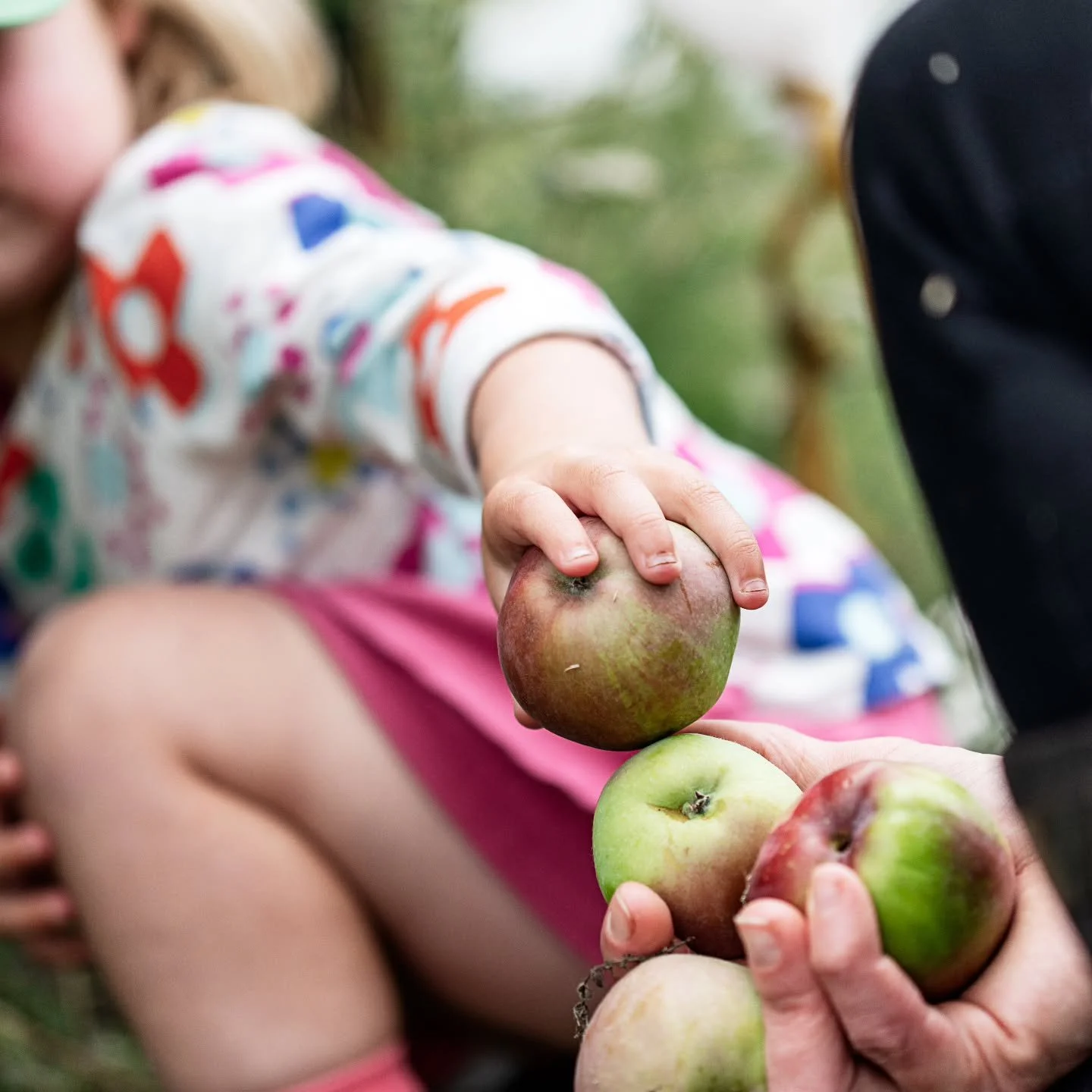 It has been a funny April; almost like a second summer! The orchard is pumping out apples at the moment and we've made two batches of cider. Apple crumble and apple pie is our main food group and no one is complaining. #shelduckfarm 
.
.
#apples #Tas
