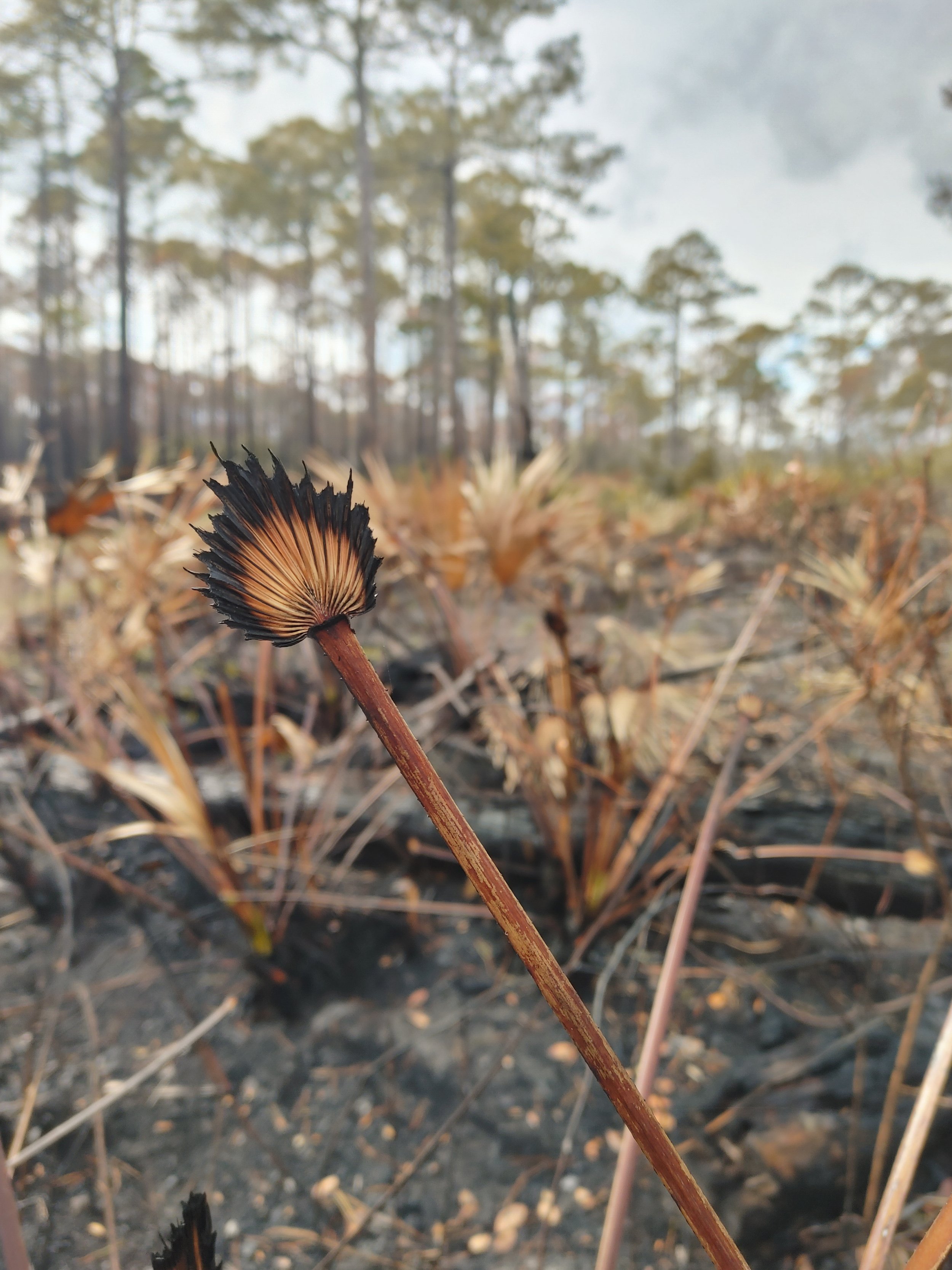 Away We Go: Wildfire