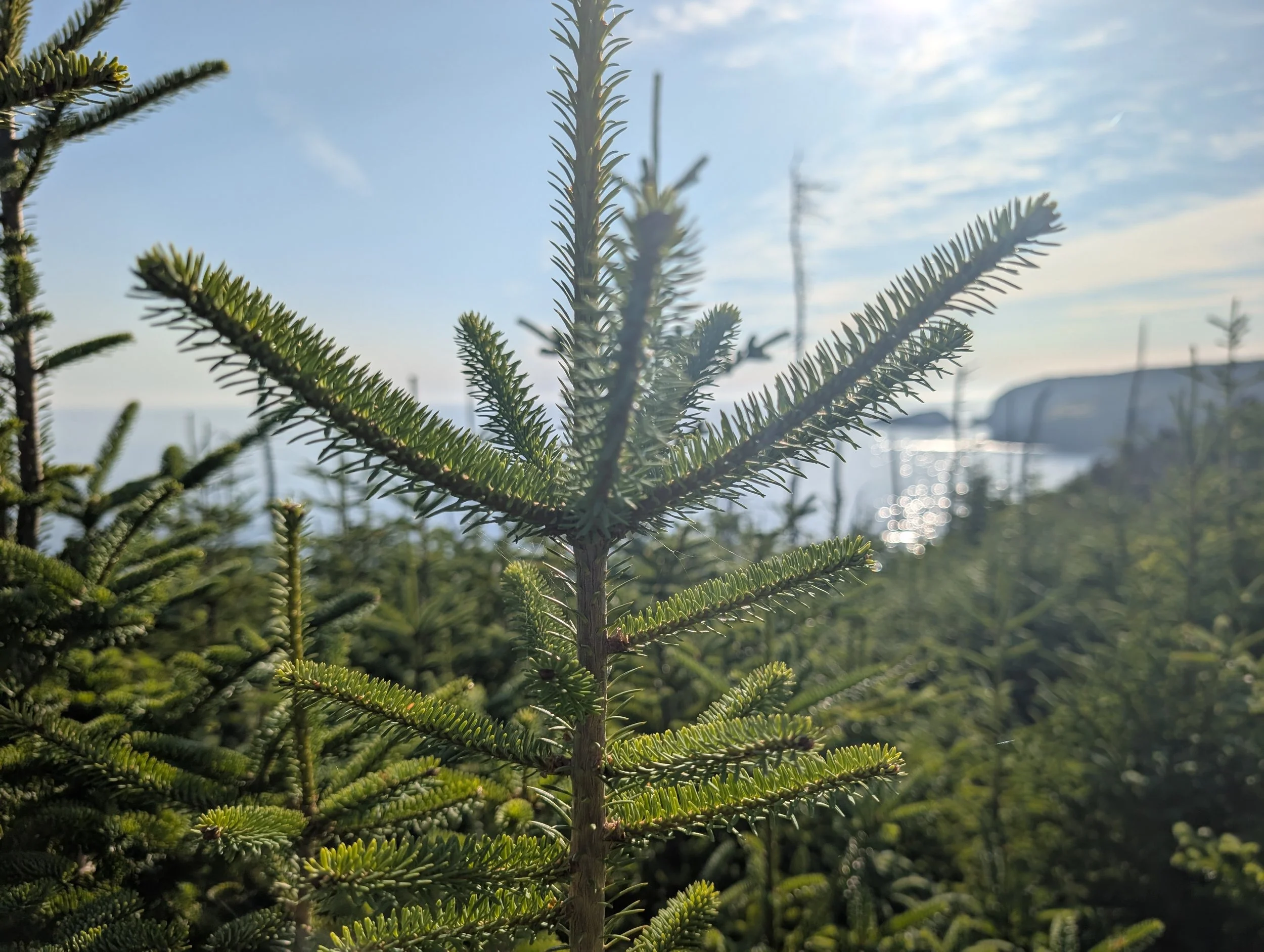 Spruce Kiss