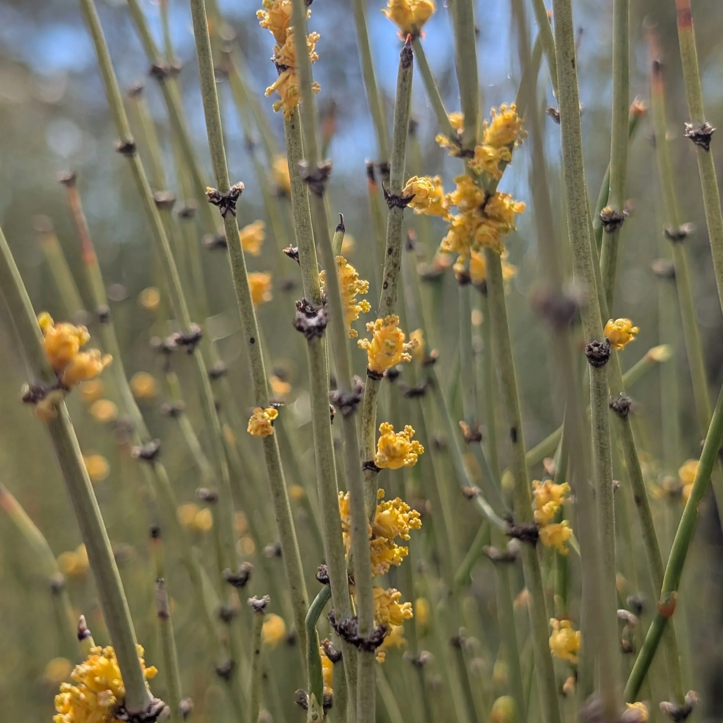 Desert Flowers (It Was Enough)