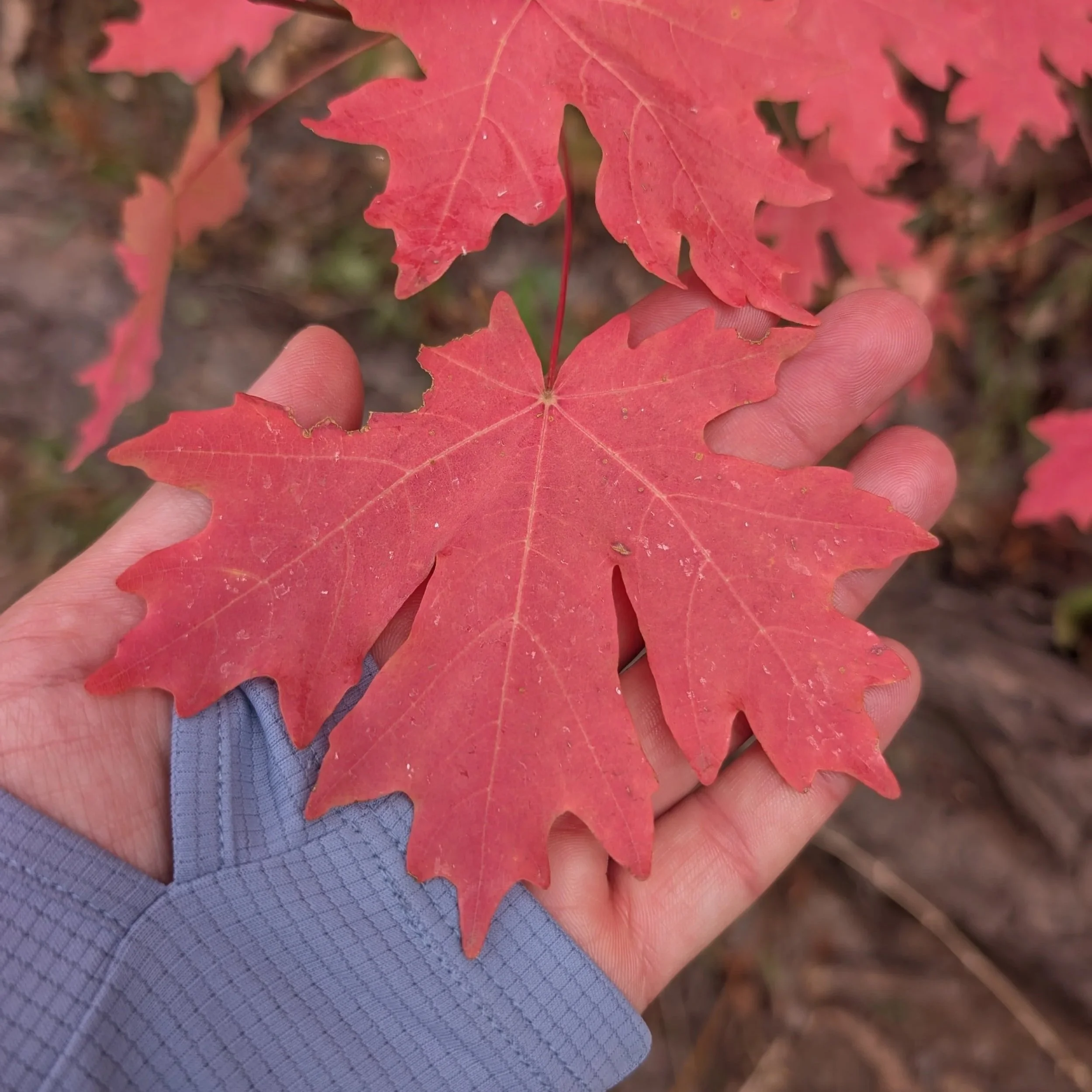 Familiar in Fall