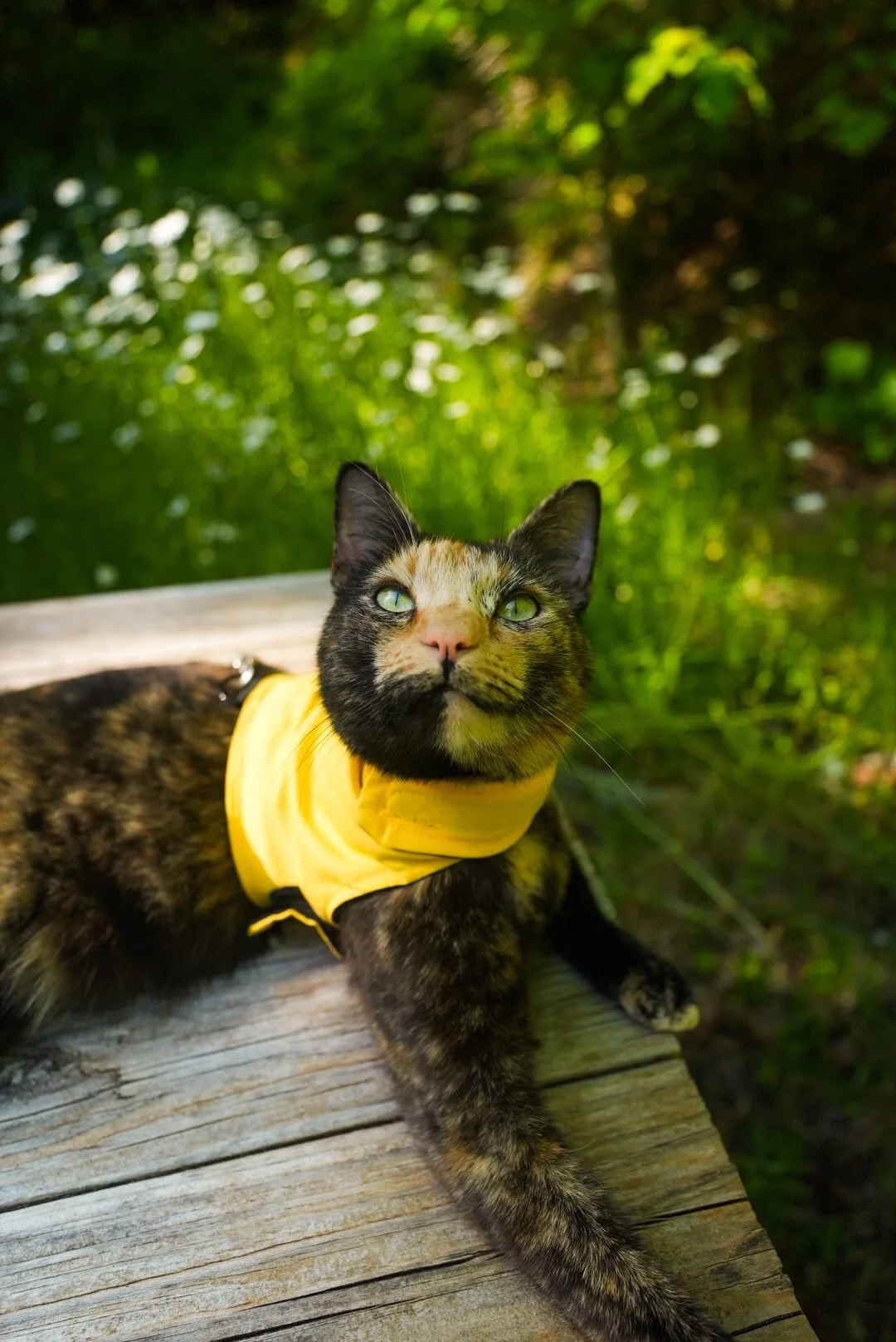 High Vis Yellow