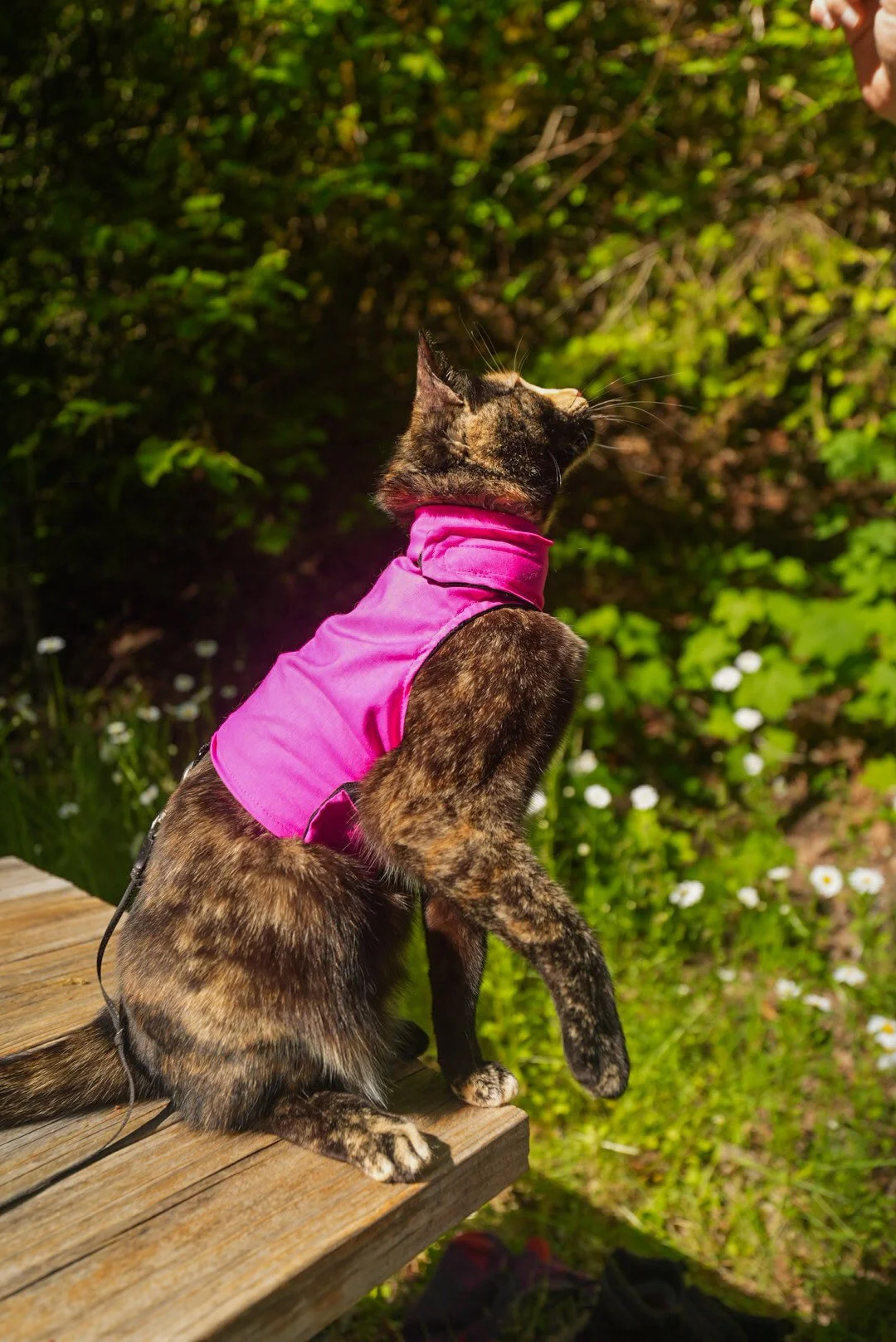 High Vis Pink