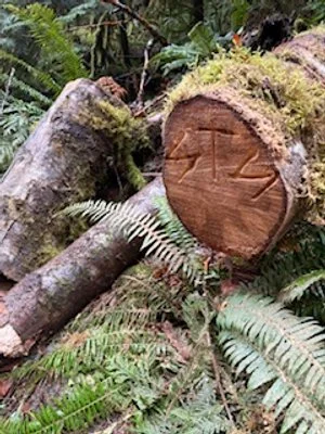 Alder Trail at Brohm cleared