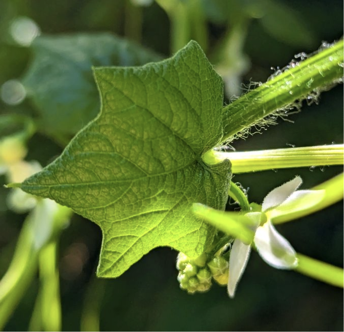 Cultivating Calm | Pop-Up